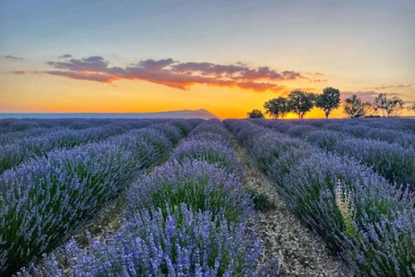 lavender susnet